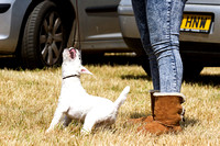 Grove_and_Rufford_Show_Terriers_18th_July_2015_002