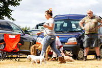 Grove_and_Rufford_Show_Terriers_18th_July_2015_011