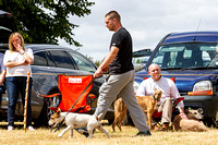 Grove_and_Rufford_Show_Terriers_18th_July_2015_009