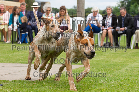 Grove_and_Rufford_Puppy_Show_14th_June_2014.011