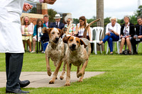 Grove_and_Rufford_Puppy_Show_14th_June_2014.010