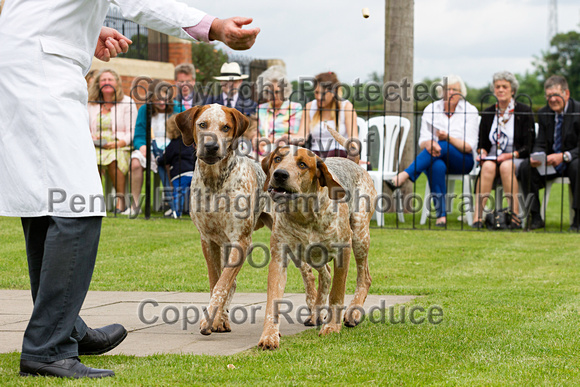 Grove_and_Rufford_Puppy_Show_14th_June_2014.009