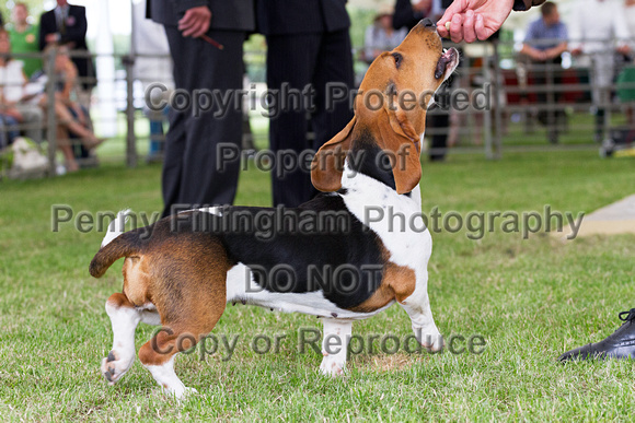Festival_of_Hunting_Peterborough_16th_July_2014.185