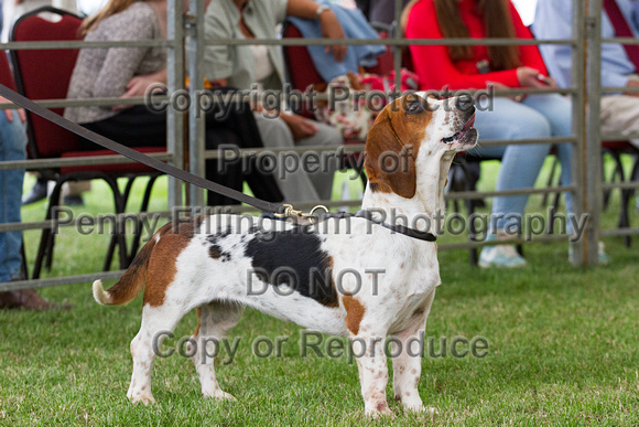 Festival_of_Hunting_Peterborough_16th_July_2014.183