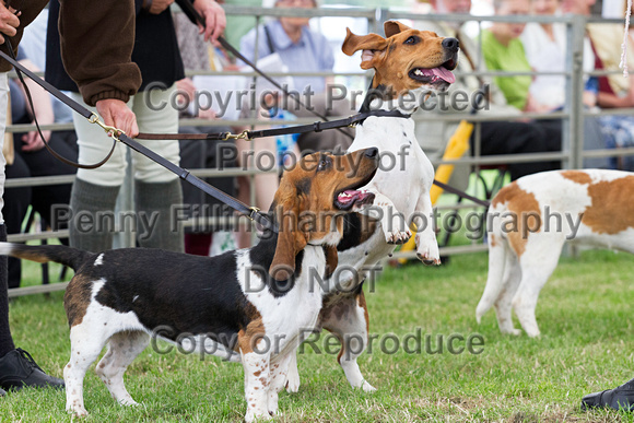 Festival_of_Hunting_Peterborough_16th_July_2014.180