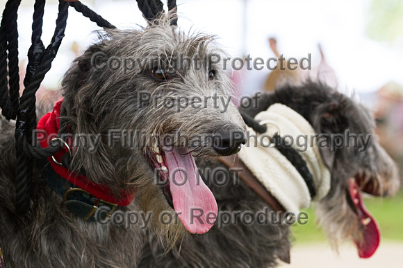 Festival_of_Hunting_Peterborough_16th_July_2014.116