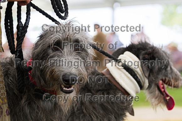 Festival_of_Hunting_Peterborough_16th_July_2014.117