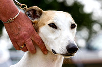 Grove and Rufford Hunt Terrier and Lurcher Show, Lurchers (18th July 2015)