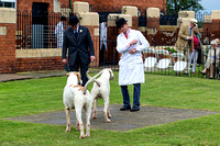 Grove_and_Rufford_Puppy_Show_15th_June_2019_010