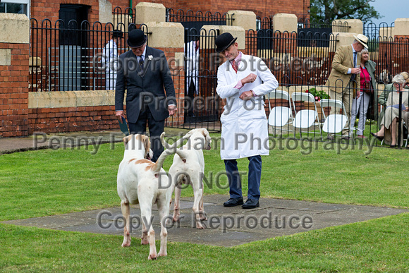 Grove_and_Rufford_Puppy_Show_15th_June_2019_010