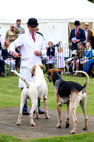 Grove_and_Rufford_Puppy_Show_15th_June_2019_019