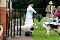 Grove_and_Rufford_Puppy_Show_15th_June_2019_016
