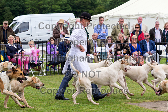 Grove_and_Rufford_Puppy_Show_15th_June_2019_077