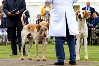 Grove_and_Rufford_Puppy_Show_15th_June_2019_020