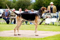 Grove and Rufford Puppy Show (15th June 2019)