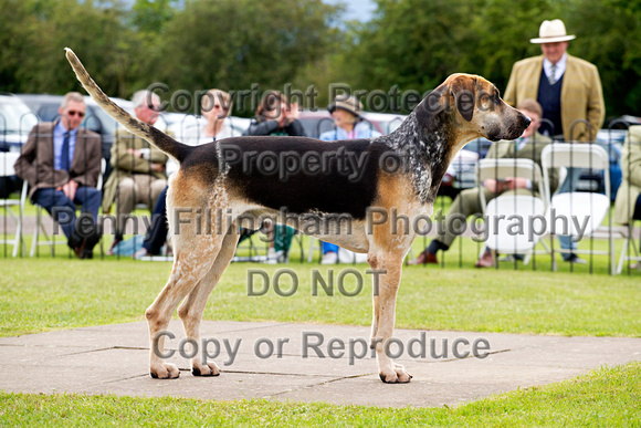 Grove_and_Rufford_Puppy_Show_15th_June_2019_115