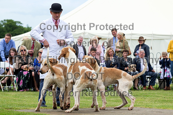 Grove_and_Rufford_Puppy_Show_15th_June_2019_027