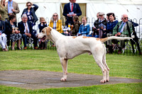 Grove_and_Rufford_Puppy_Show_15th_June_2019_013