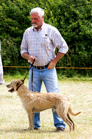 Grove_and_Rufford_Show_Lurchers_18th_July_2015_015