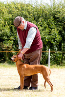 Grove_and_Rufford_Show_Lurchers_18th_July_2015_008