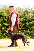 Grove_and_Rufford_Show_Lurchers_18th_July_2015_018