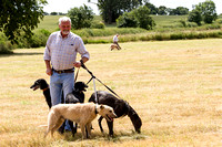 Grove_and_Rufford_Show_Lurchers_18th_July_2015_002