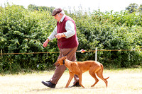 Grove_and_Rufford_Show_Lurchers_18th_July_2015_011