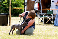 Grove_and_Rufford_Show_Lurchers_18th_July_2015_004