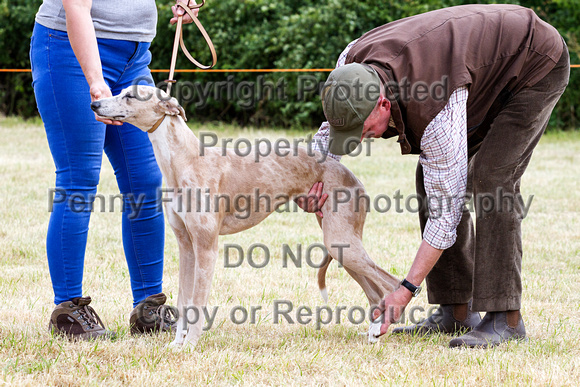 Grove_and_Rufford_Show_Lurchers_18th_July_2015_014