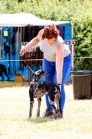 Grove_and_Rufford_Show_Lurchers_18th_July_2015_005