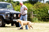 Grove_and_Rufford_Show_Lurchers_18th_July_2015_020