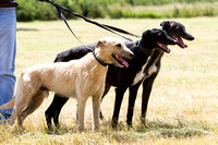Grove_and_Rufford_Show_Lurchers_18th_July_2015_003
