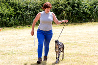 Grove_and_Rufford_Show_Lurchers_18th_July_2015_006
