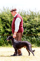 Grove_and_Rufford_Show_Lurchers_18th_July_2015_019
