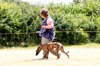 Grove_and_Rufford_Show_Lurchers_18th_July_2015_012