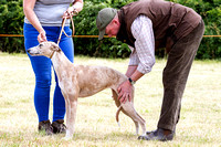 Grove_and_Rufford_Show_Lurchers_18th_July_2015_013
