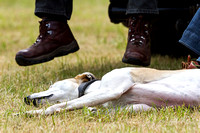 Grove_and_Rufford_Show_Lurchers_18th_July_2015_016