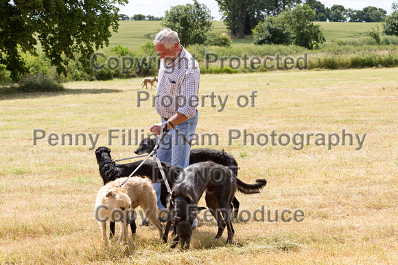 Grove_and_Rufford_Show_Lurchers_18th_July_2015_001