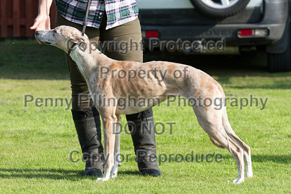 DL&LD_South_Wingfield_Lurchers_4th_Oct_2015_145