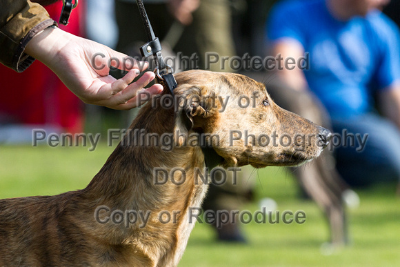 DL&LD_South_Wingfield_Lurchers_4th_Oct_2015_076