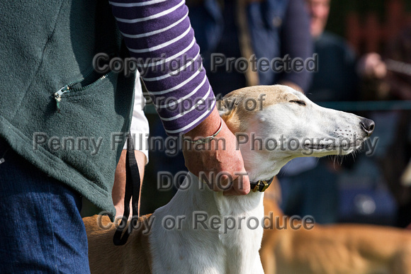 DL&LD_South_Wingfield_Lurchers_4th_Oct_2015_105
