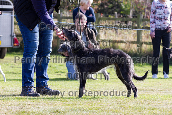 DL&LD_South_Wingfield_Lurchers_4th_Oct_2015_080