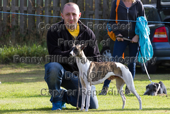 DL&LD_South_Wingfield_Lurchers_4th_Oct_2015_030