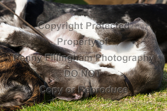 DL&LD_South_Wingfield_Lurchers_4th_Oct_2015_130