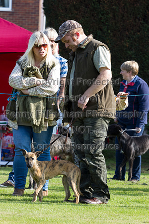 DL&LD_South_Wingfield_Lurchers_4th_Oct_2015_059