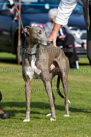 DL&LD_South_Wingfield_Lurchers_4th_Oct_2015_081