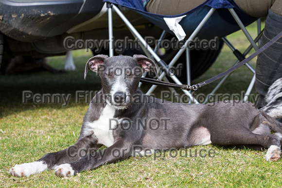 DL&LD_South_Wingfield_Lurchers_4th_Oct_2015_006