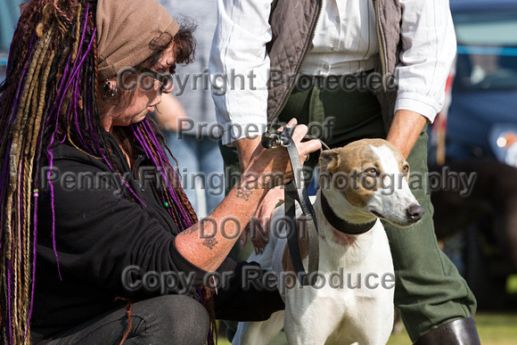 DL&LD_South_Wingfield_Lurchers_4th_Oct_2015_035