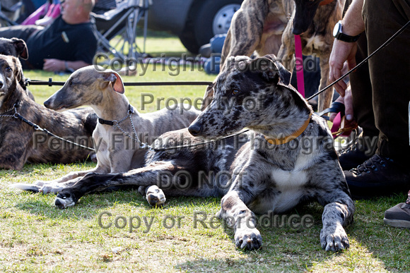 DL&LD_South_Wingfield_Lurchers_4th_Oct_2015_110