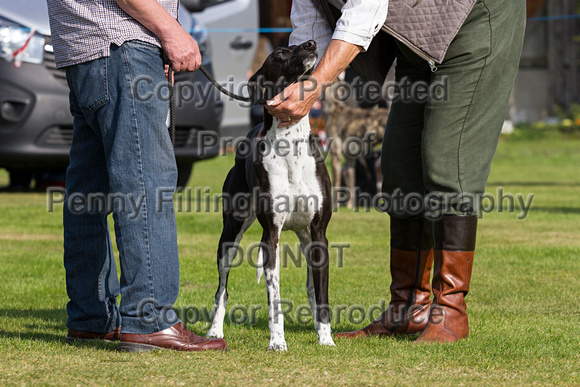 DL&LD_South_Wingfield_Lurchers_4th_Oct_2015_095